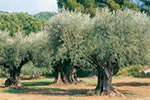 olivier de provence